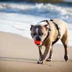 Hund am Meer