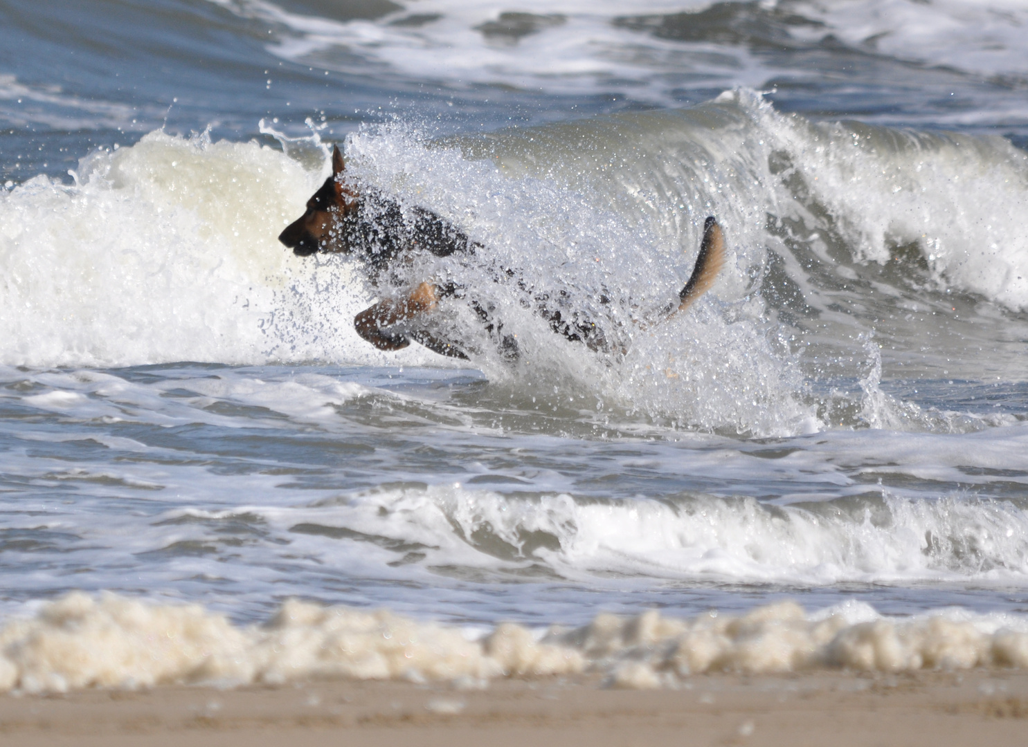 Hund am Meer