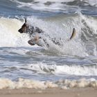 Hund am Meer