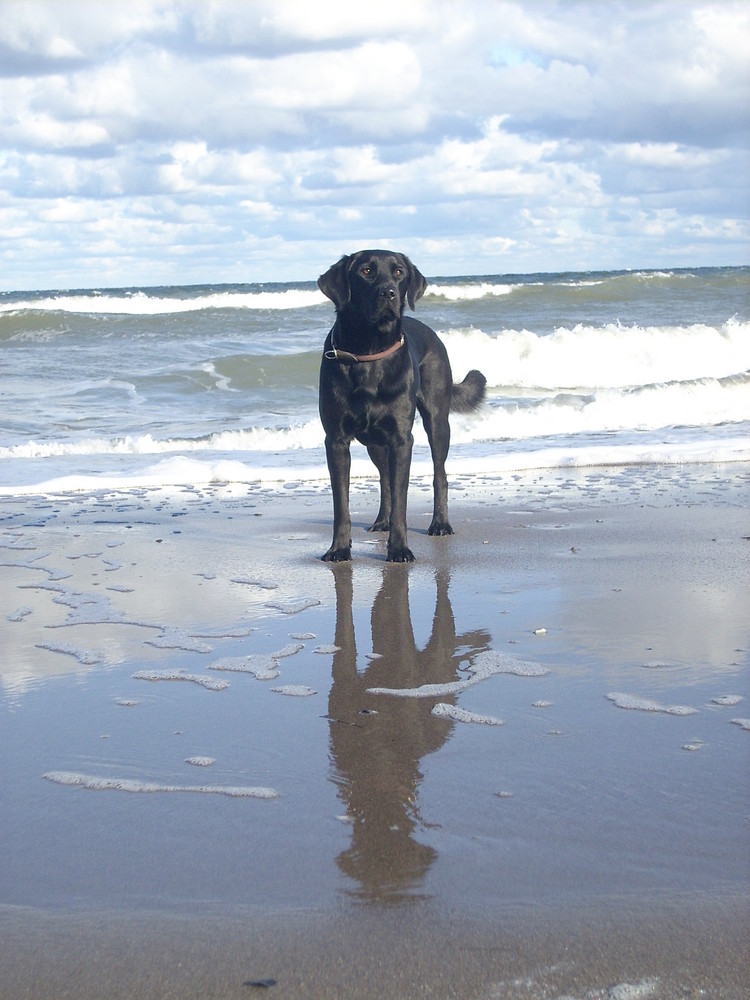 Hund am Meer