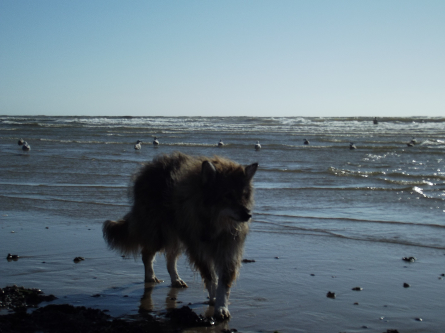 Hund am Meer