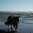 Hund am Meer