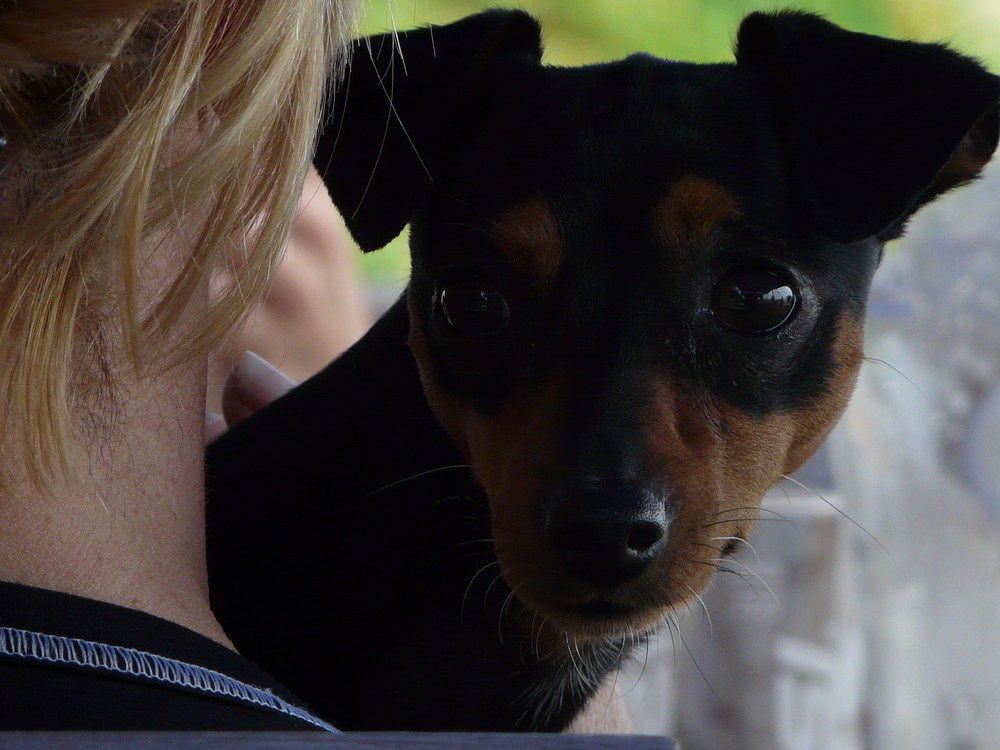 Hund am Nachbartisch