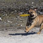 Hund am Ostseestrand