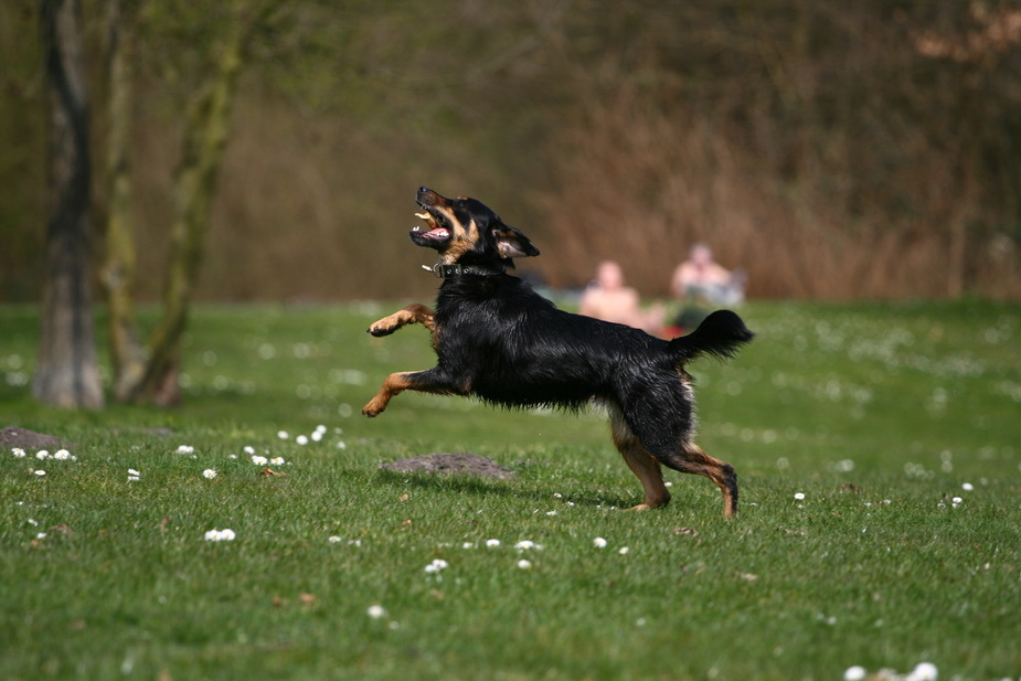 Hund am rennen