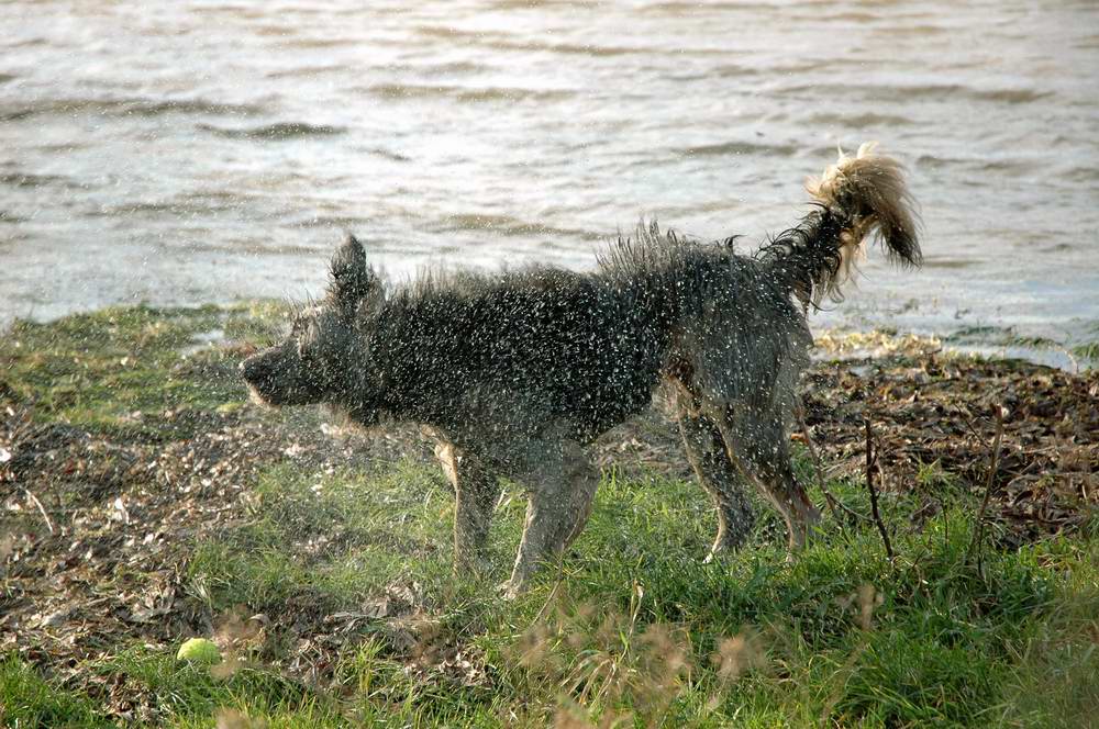 Hund am Rhein