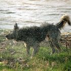 Hund am Rhein