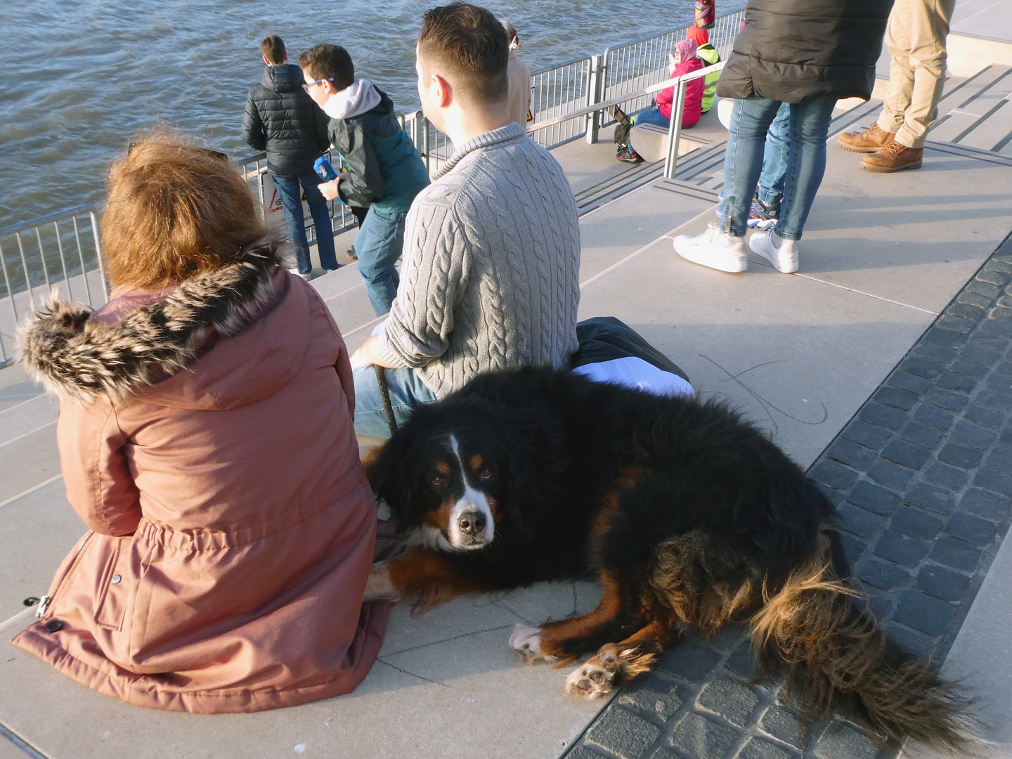 Hund am Rhein