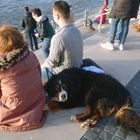 Hund am Rhein