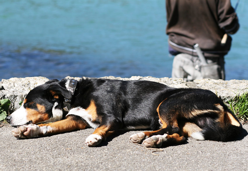 Hund am See