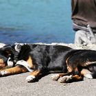 Hund am See