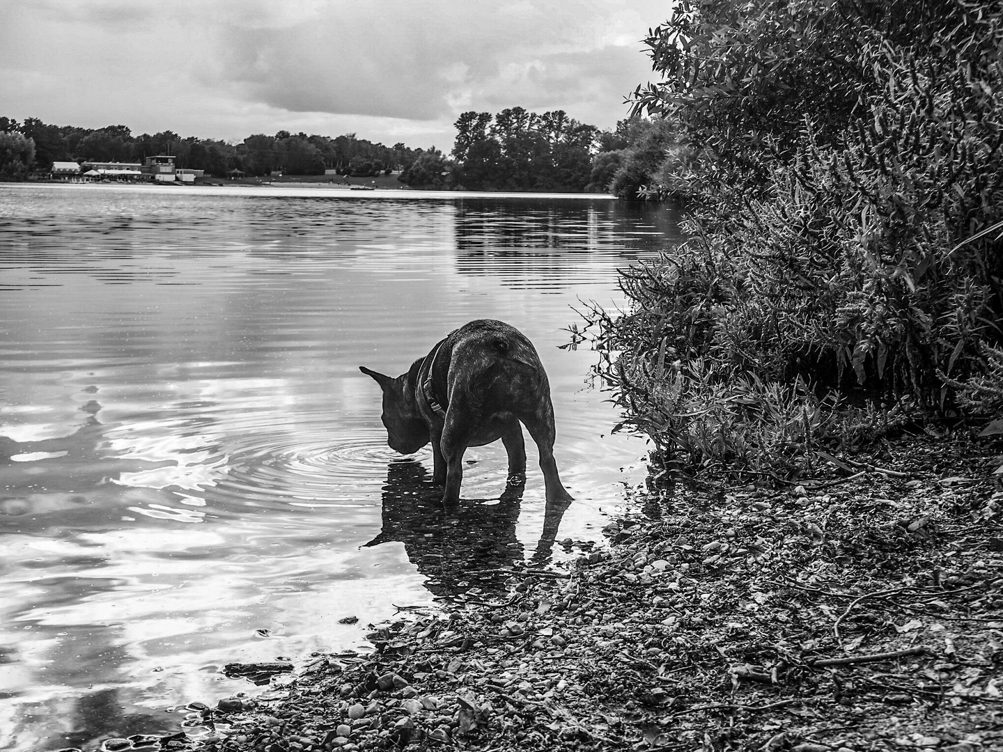 Hund am See