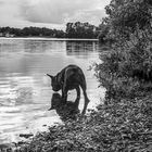 Hund am See