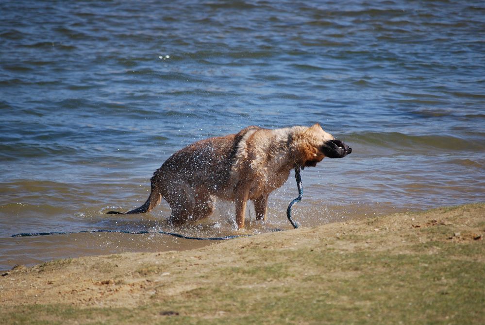 Hund am See 2