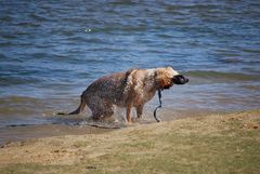 Hund am See 2