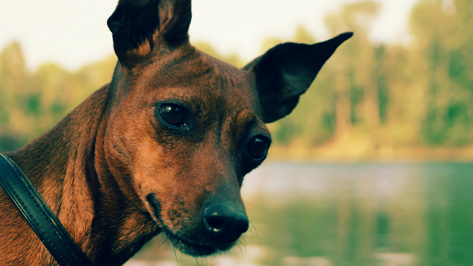 hund am see