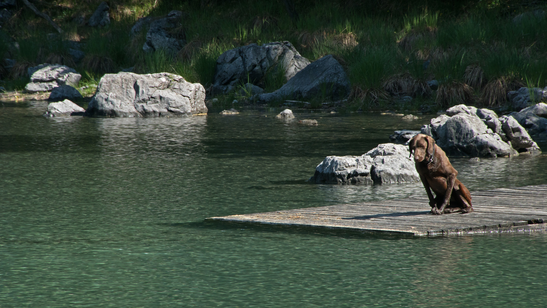 Hund am See