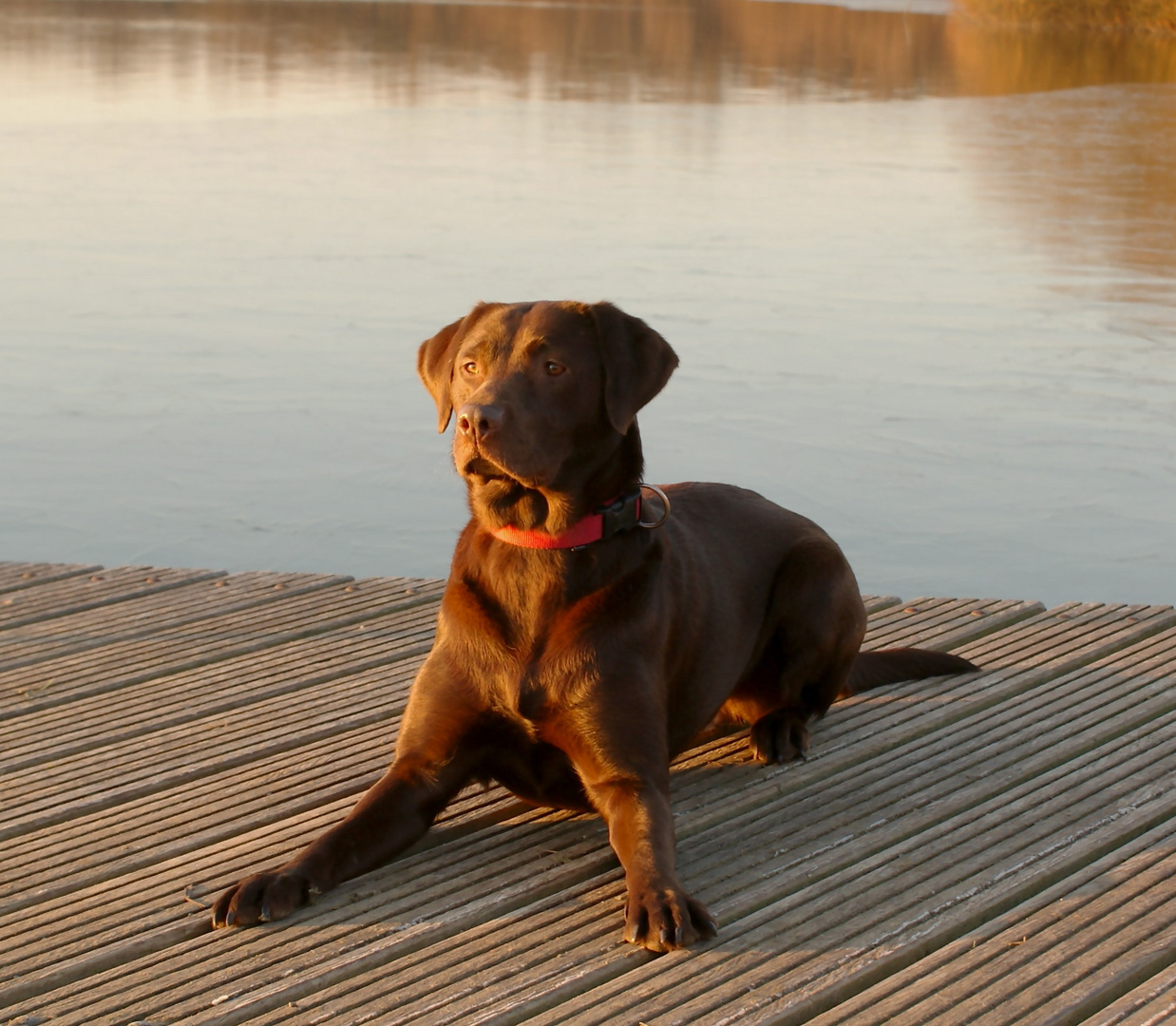 Hund am See