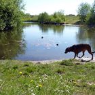 Hund am See