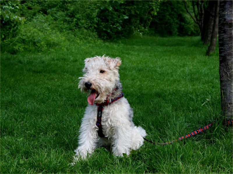 Hund am Spielplatzrand