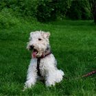 Hund am Spielplatzrand