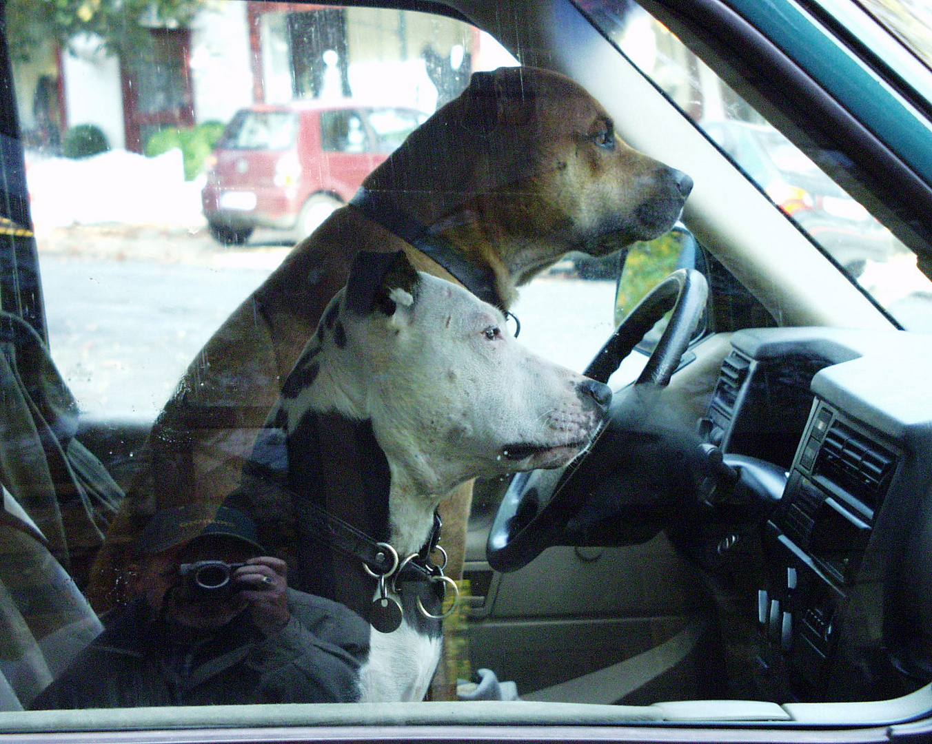 Hund am Steuer