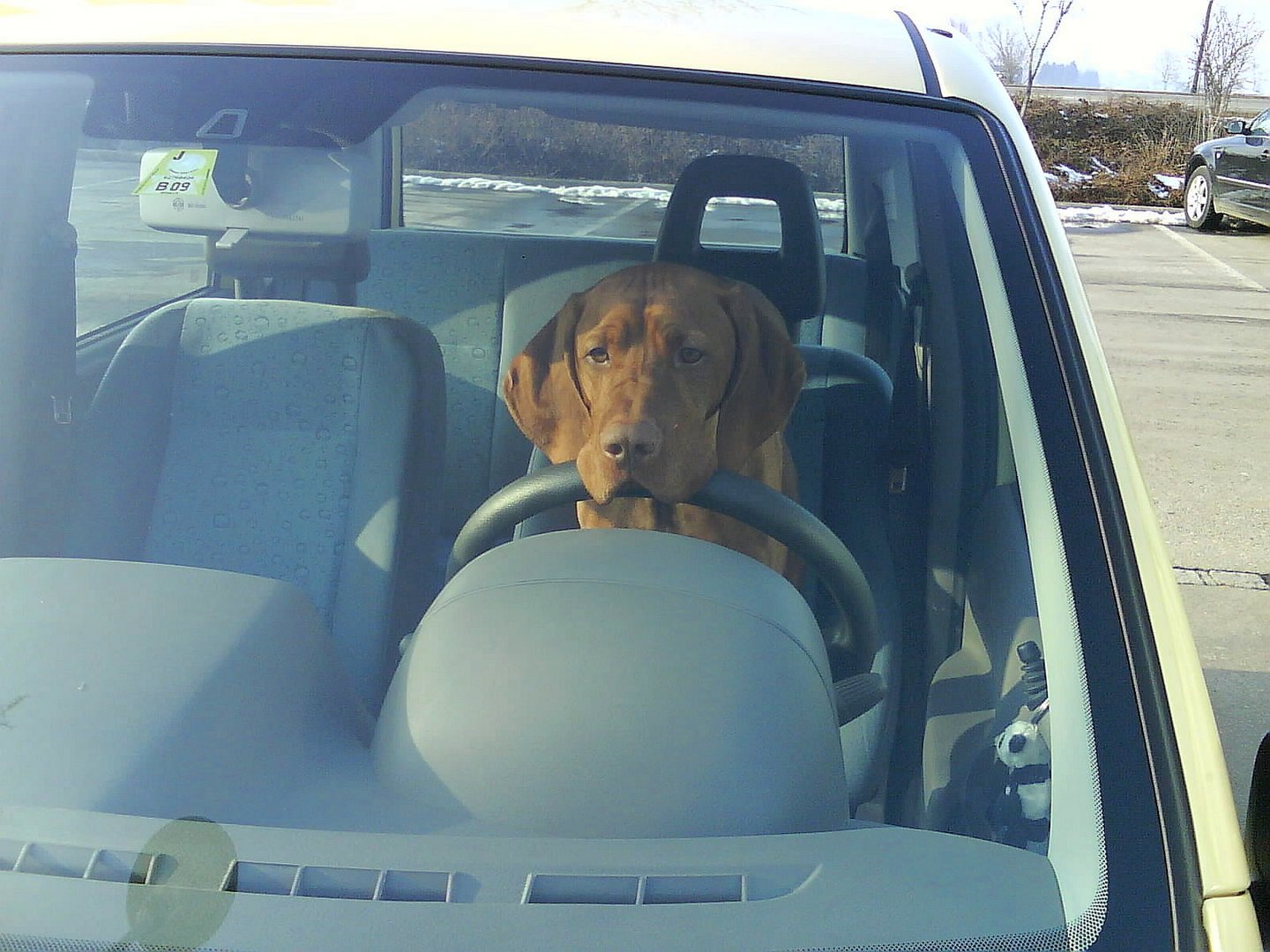 Hund am Steuer