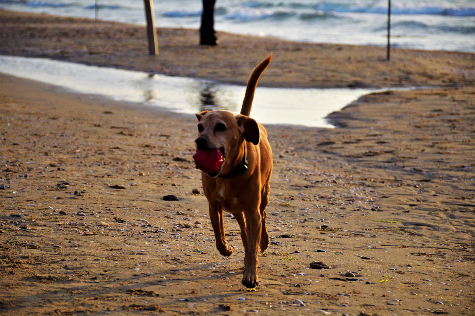 Hund am Strand