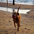 Hund am Strand