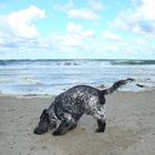 hund am strand