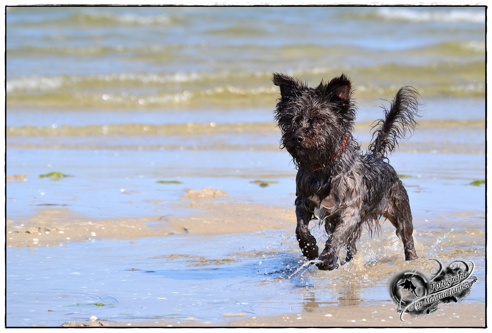 Hund am Strand