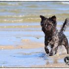 Hund am Strand