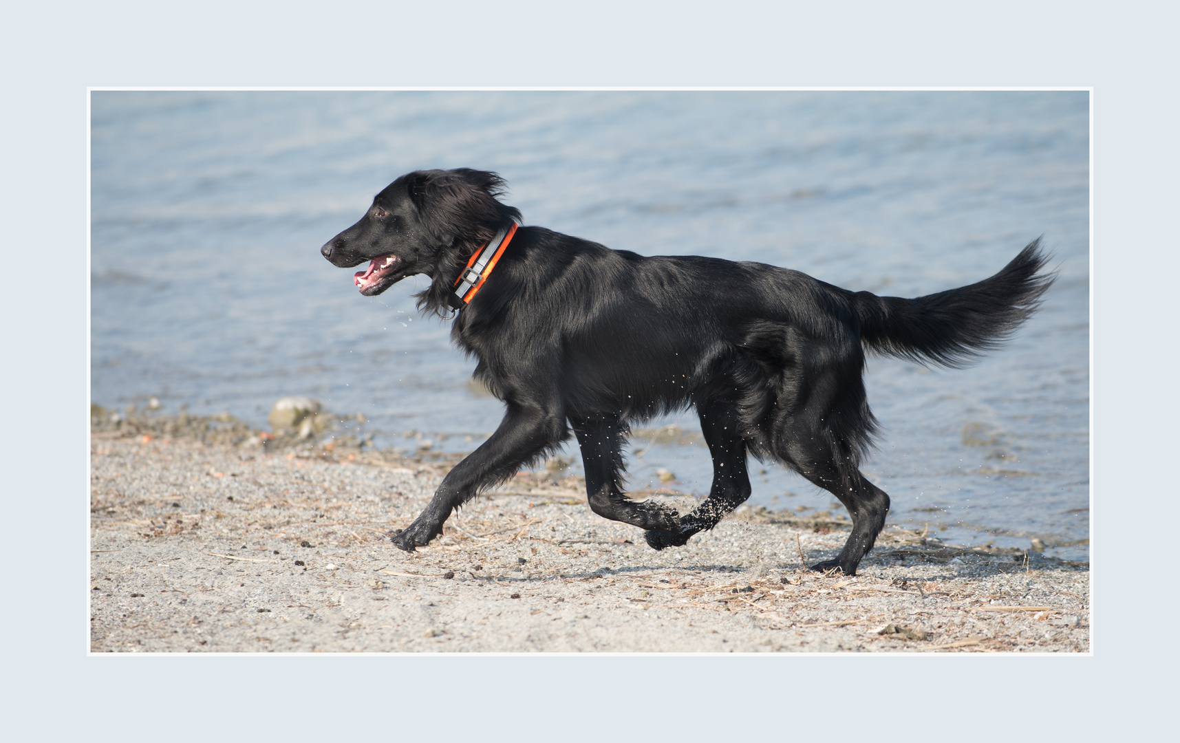 Hund am Strand 