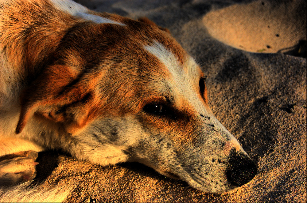 Hund am Strand