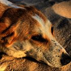 Hund am Strand