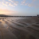 Hund am Strand