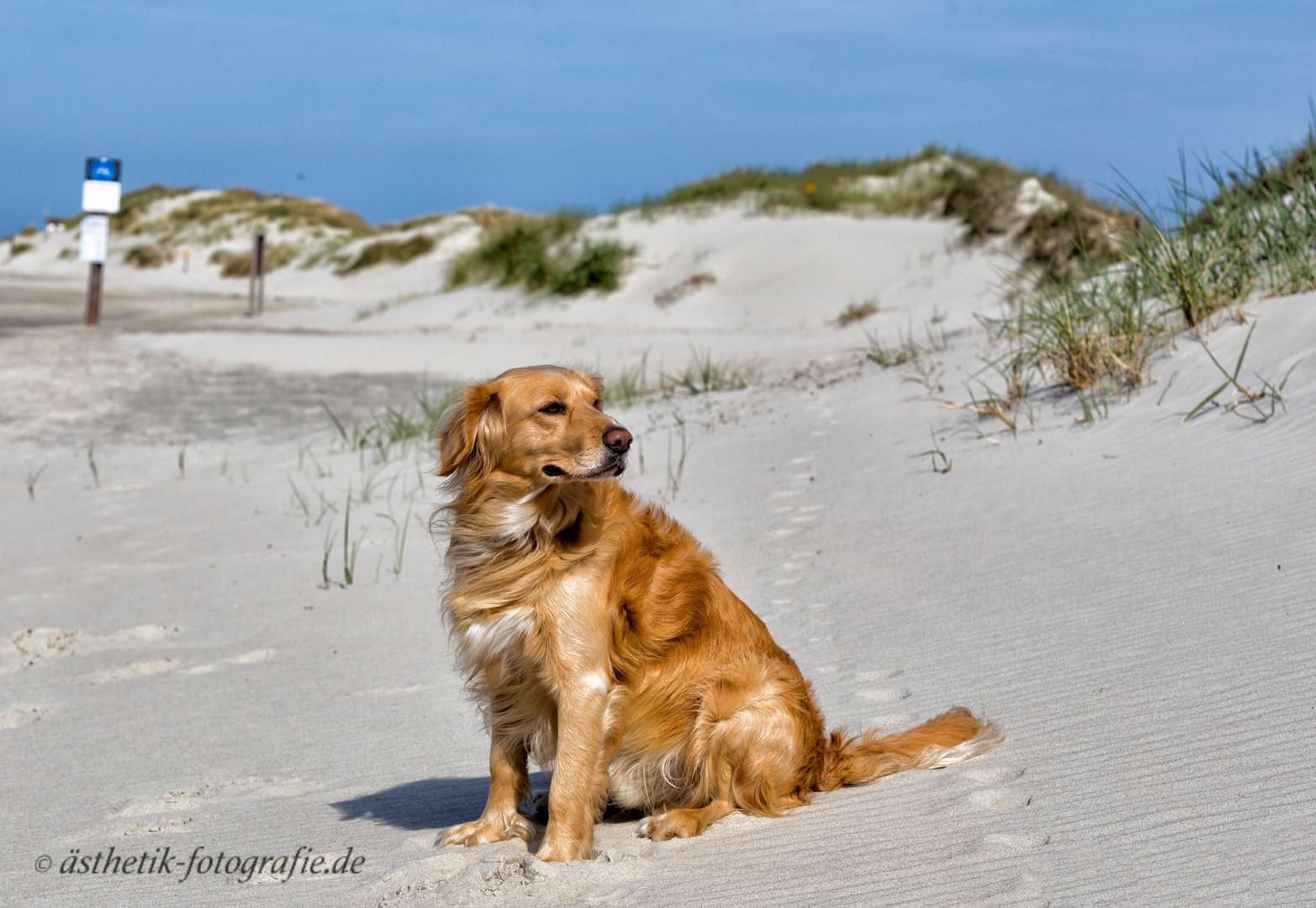 Hund am Strand