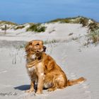 Hund am Strand