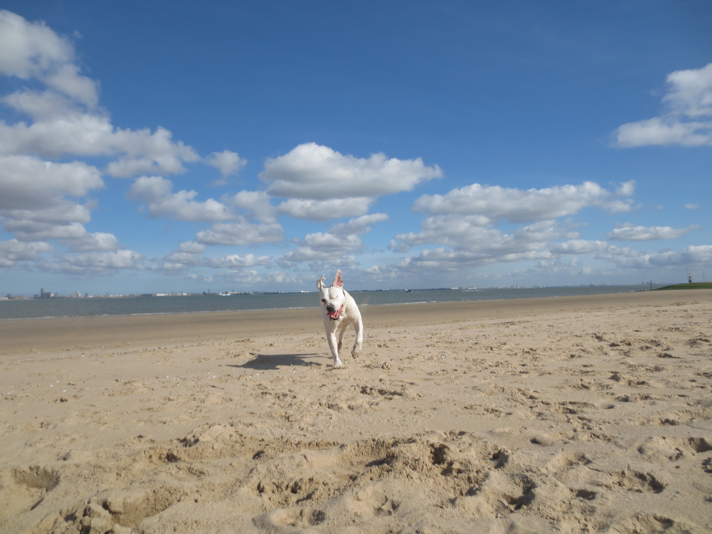 Hund am Strand