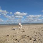 Hund am Strand