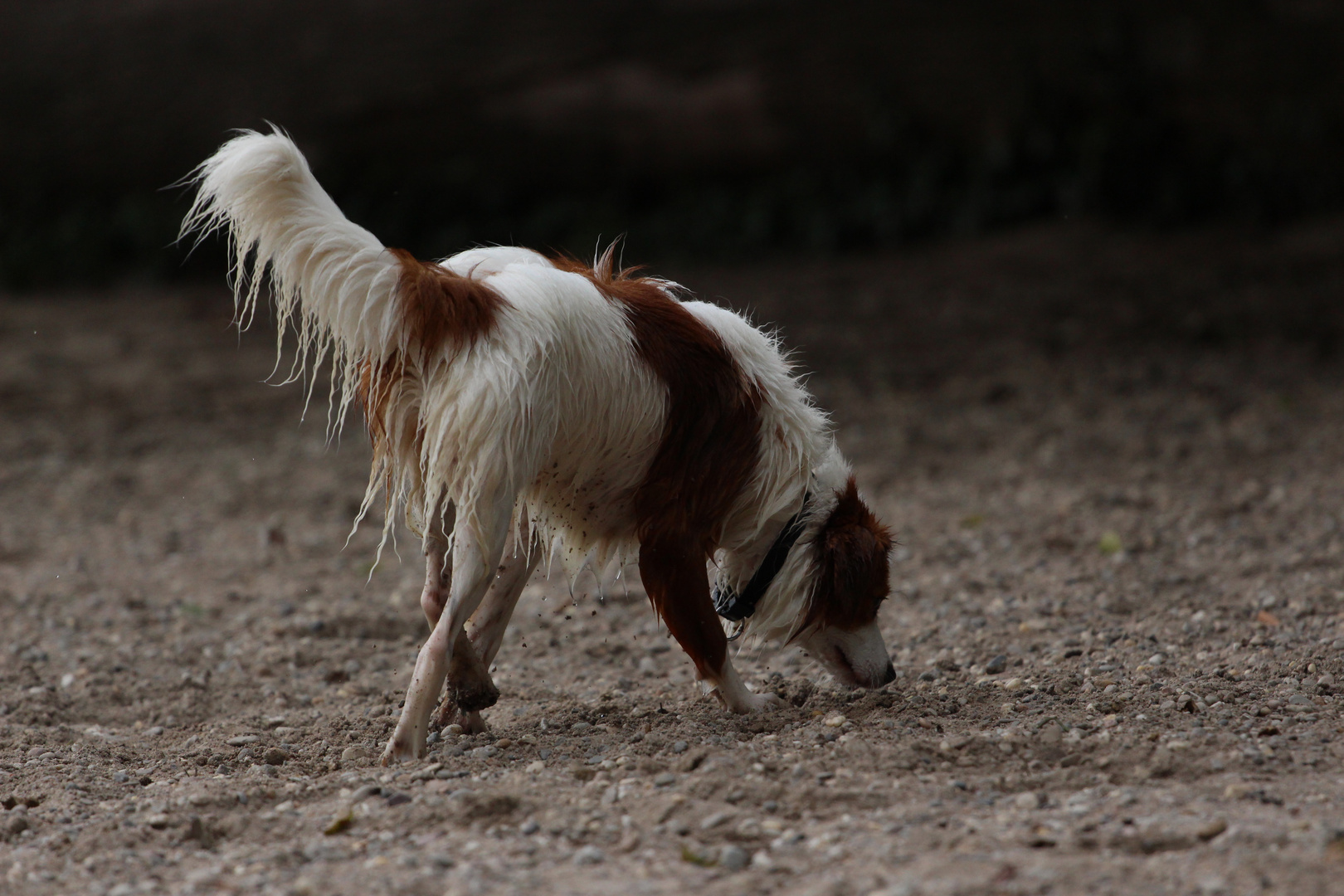 Hund am Strand