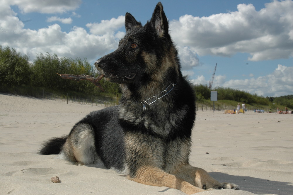 Hund am Strand