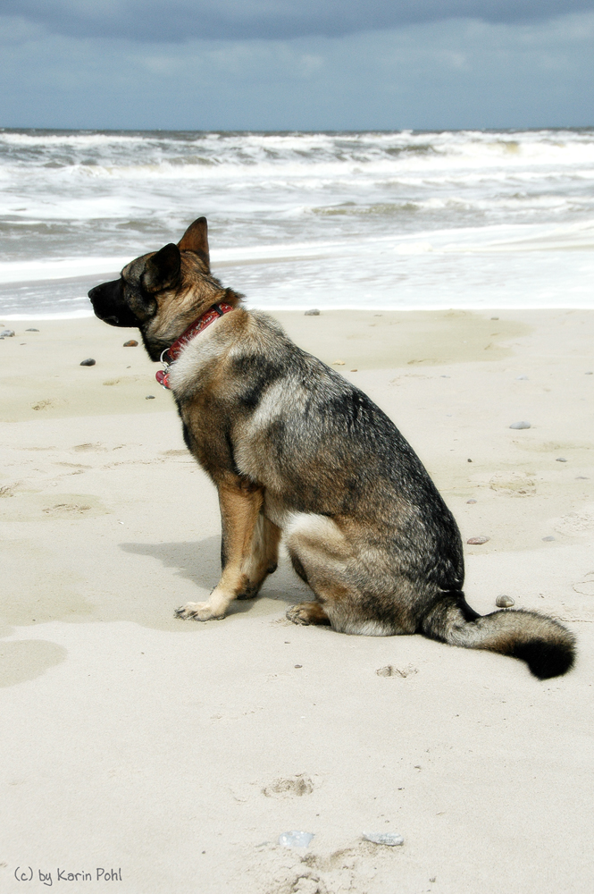 Hund am Strand....
