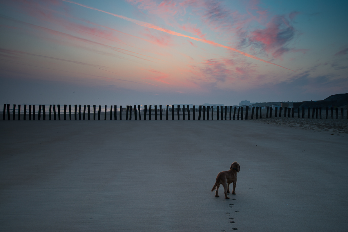 Hund am Strand