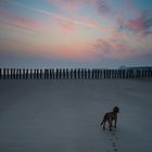 Hund am Strand