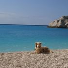 Hund am Strand