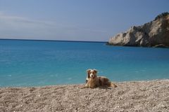 Hund am Strand