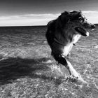 Hund am Strand