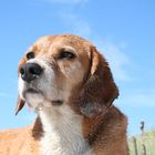 Hund am Strand