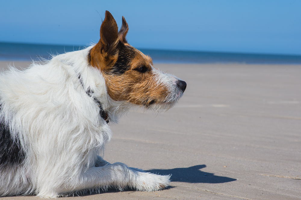 Hund am Strand